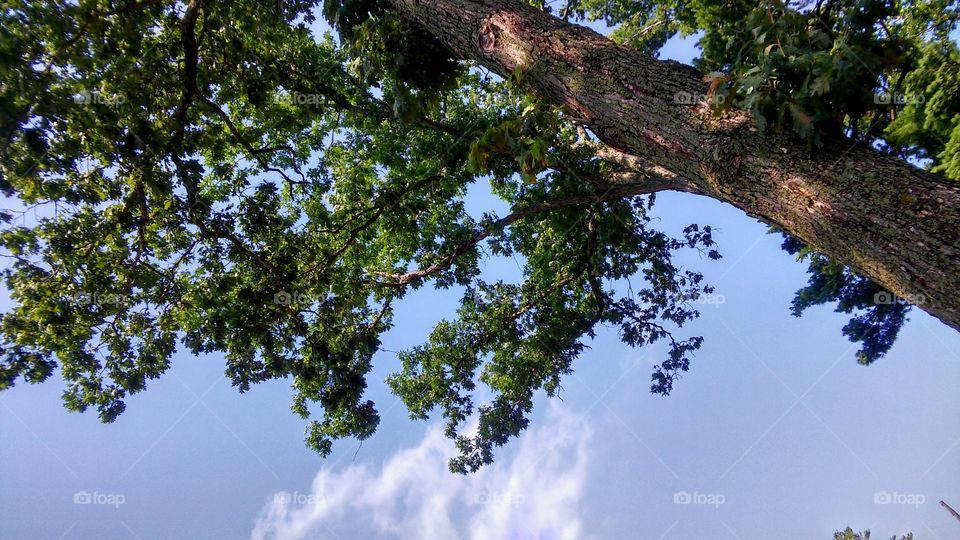 Tree, Landscape, Nature, No Person, Outdoors