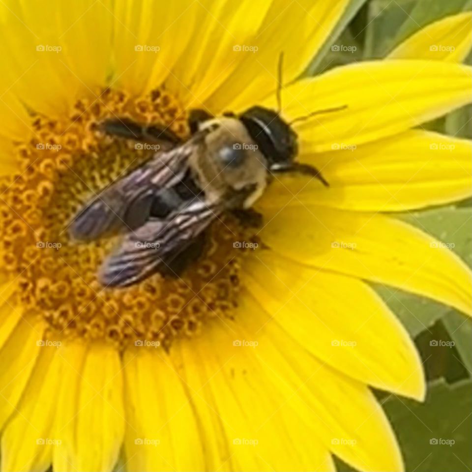 Sunflower with Bee