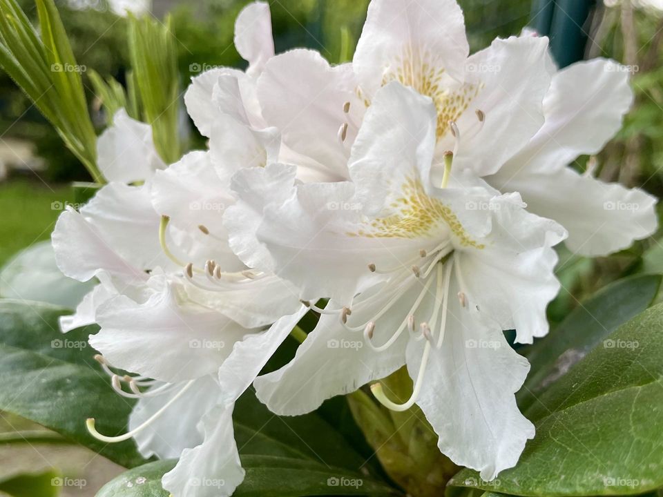 Rhododendron