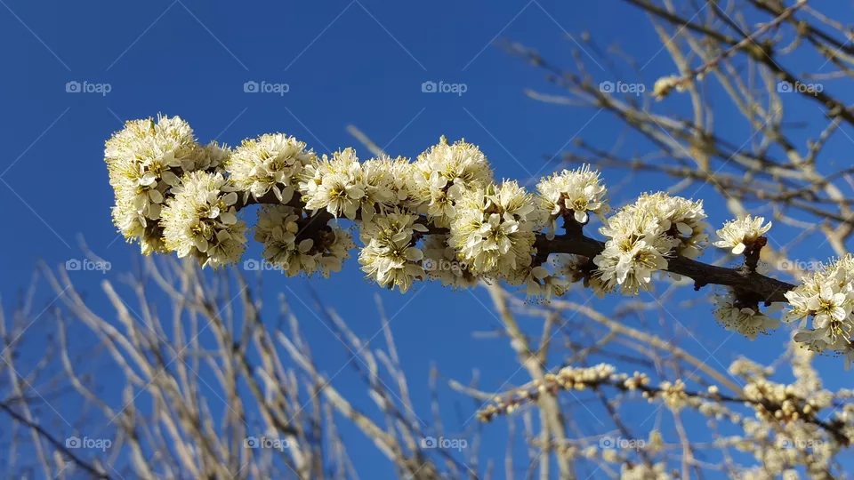 Spiraea