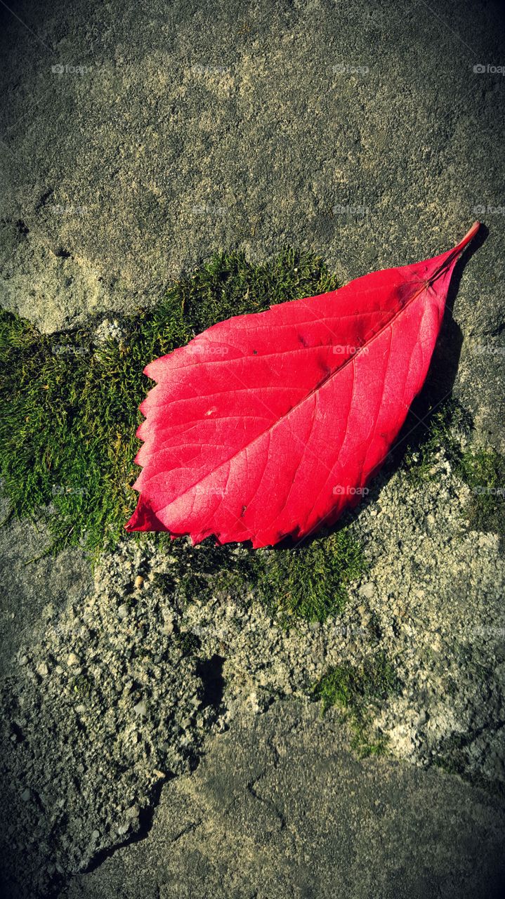 Autumn red