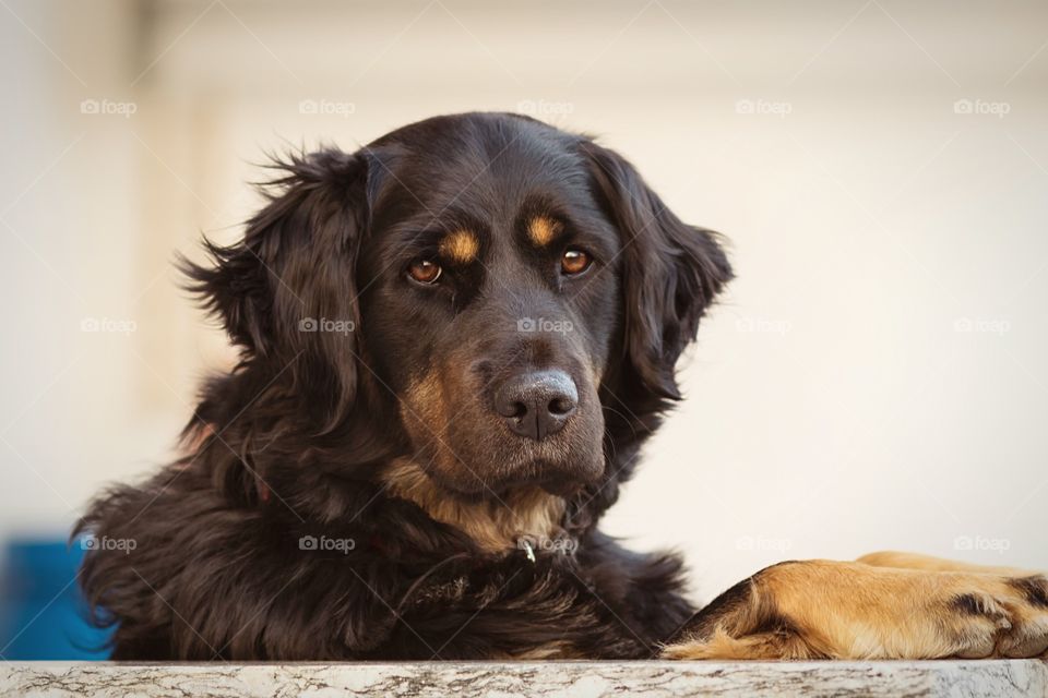 Dog portrait