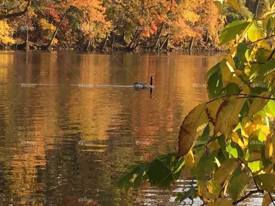 Autumn Swim. Autumn Swim