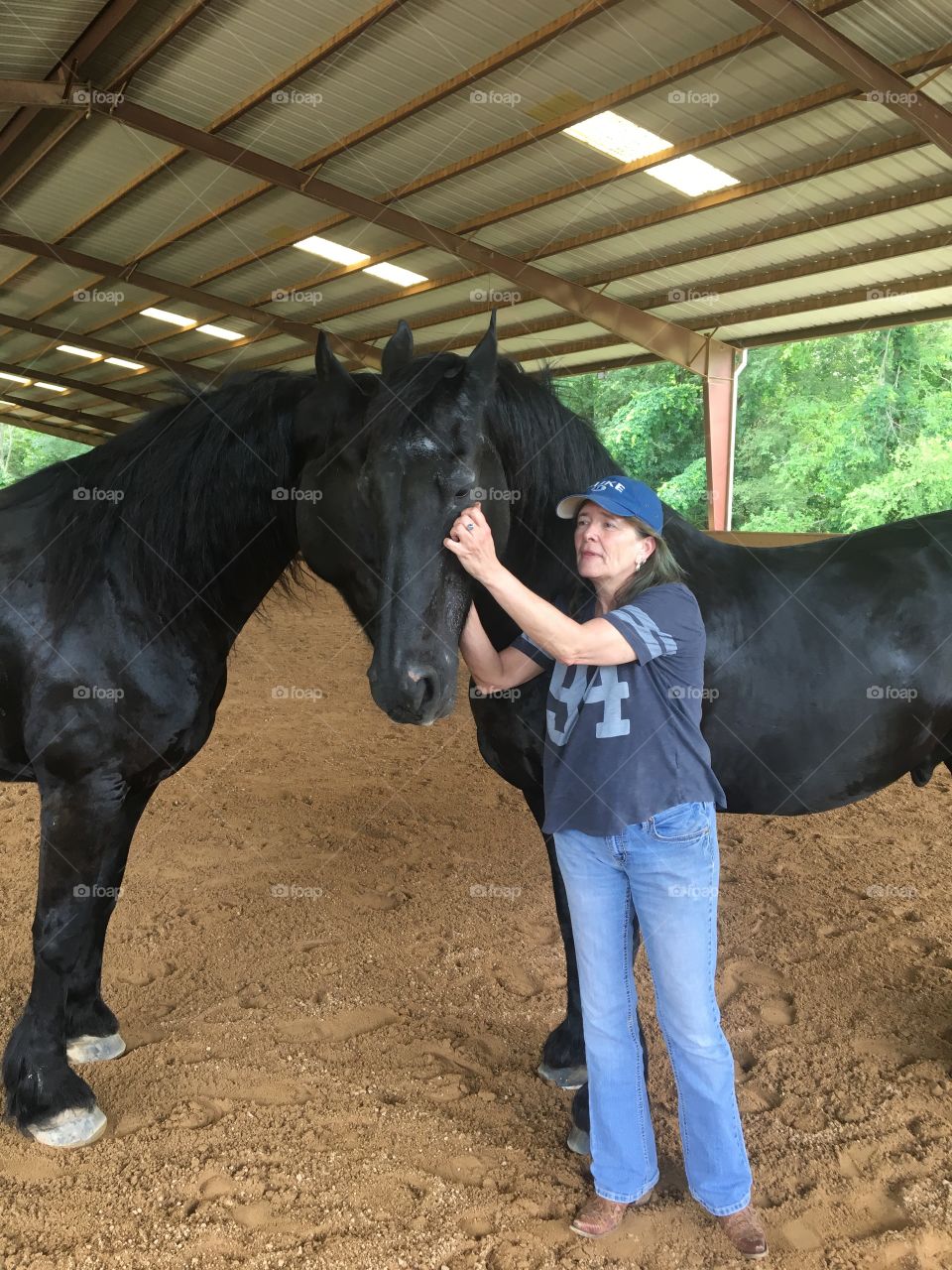 Equine, facility, Horse Therapy, Belgian blacks, Stallions, majestic, healing, therapeutic, stables, barn, corral, no tack, Bareback, kind, horsewoman, no fear,