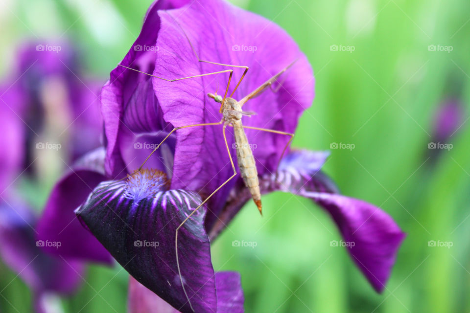 Purple Iris