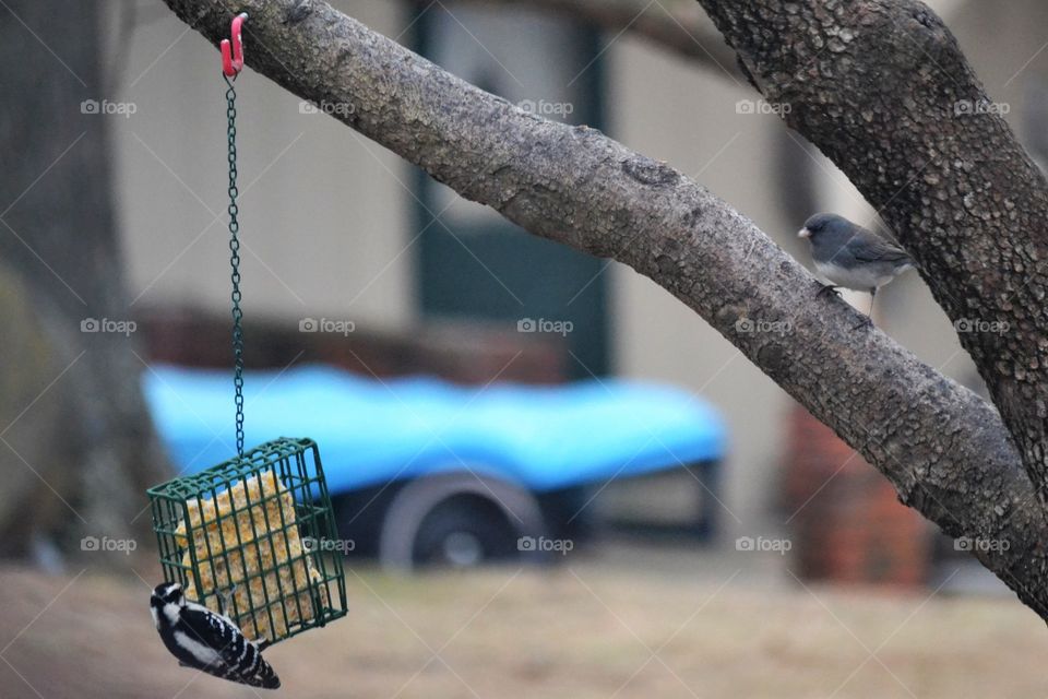 wood pecker and bird
