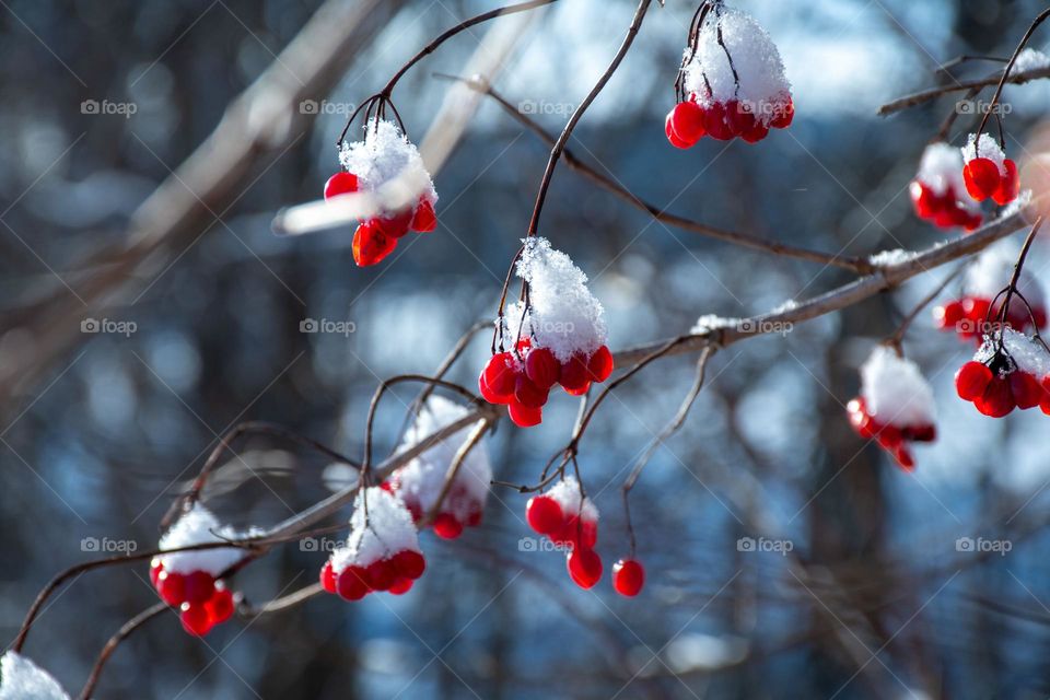 Red Arrowwood Berries covered with Snow