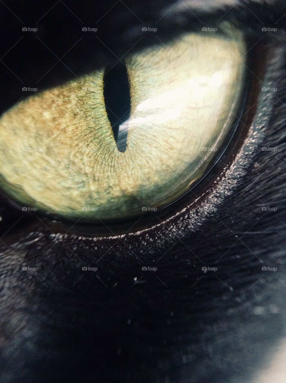 Eye of a hunter . Behind the eyes 