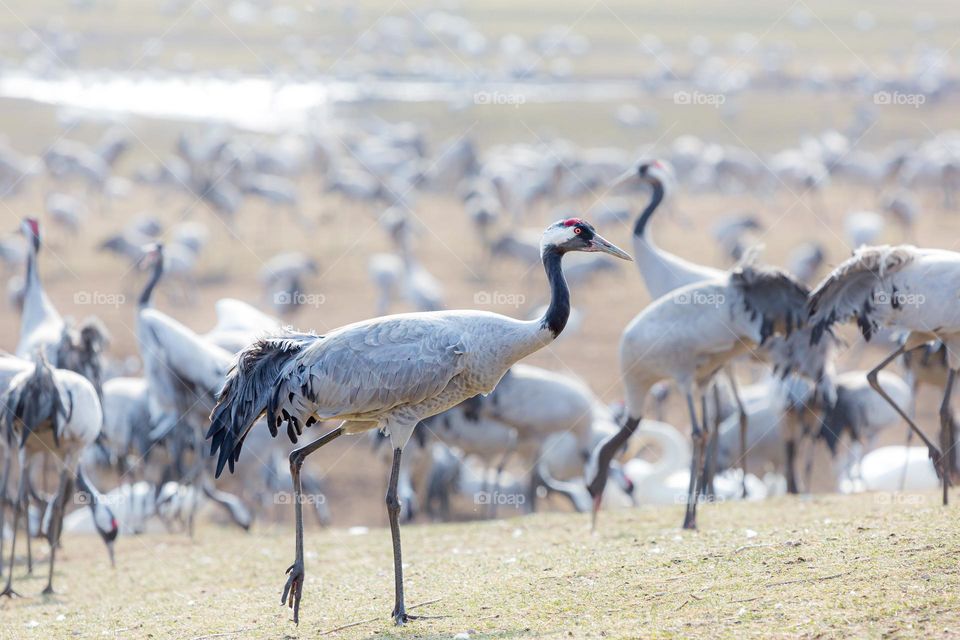 A flock of crane birds at lake Hornborga, wildlife in Sweden 