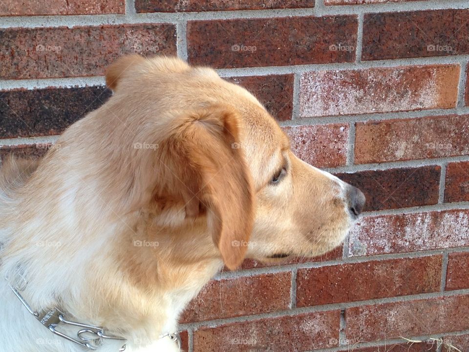 Dog profile outside with brick background.