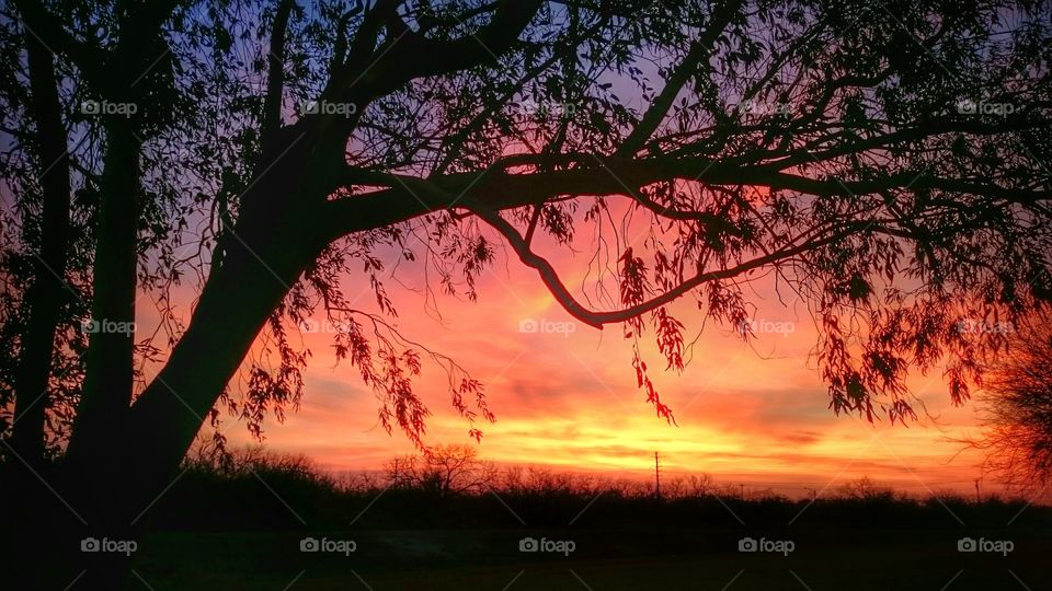Mesquite Tree Silhouette Sunset