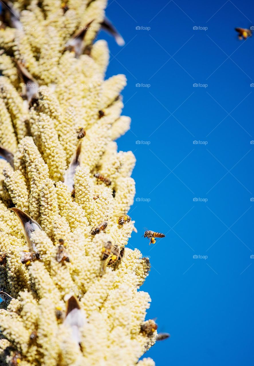 Bees pollinating flowers 