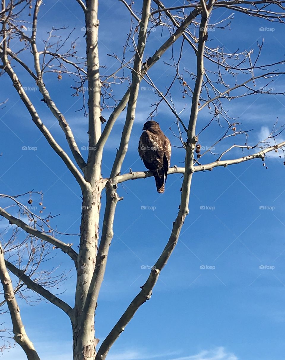 Golden Eagle 