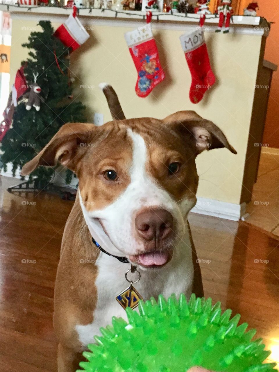 Dog with tongue sticking out looking at a green ball