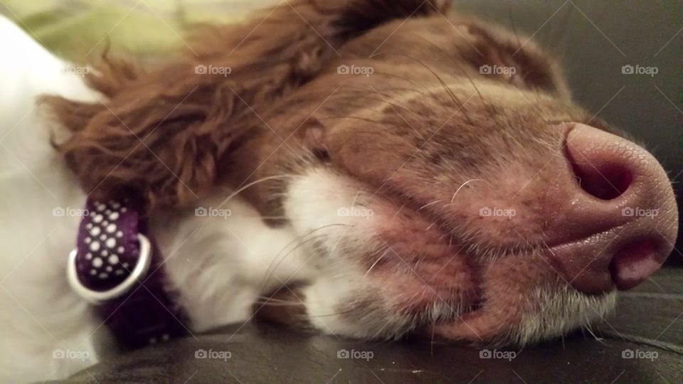 dog puppy springer spaniel nap by gaylemillermusic