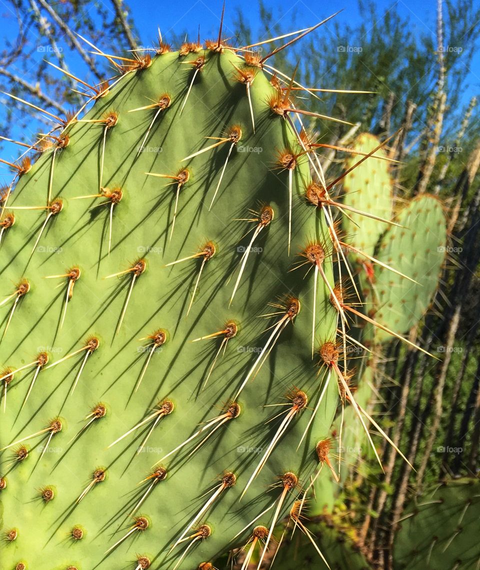 Cactus up close
