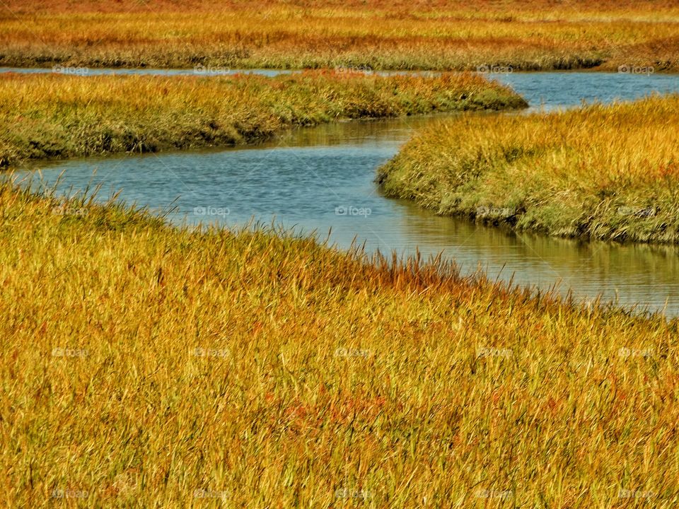 Wetlands In Autumn