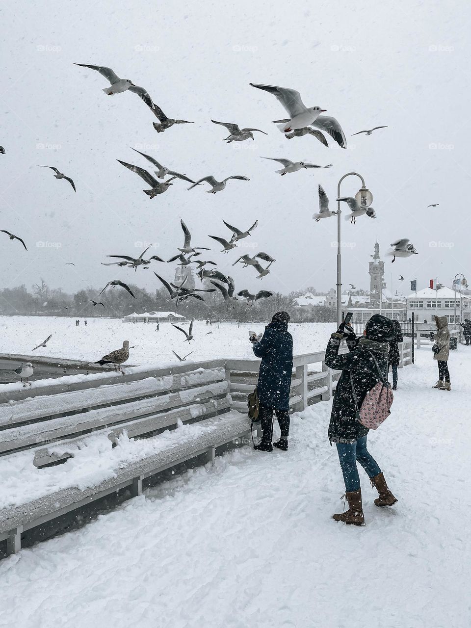 Seagulls