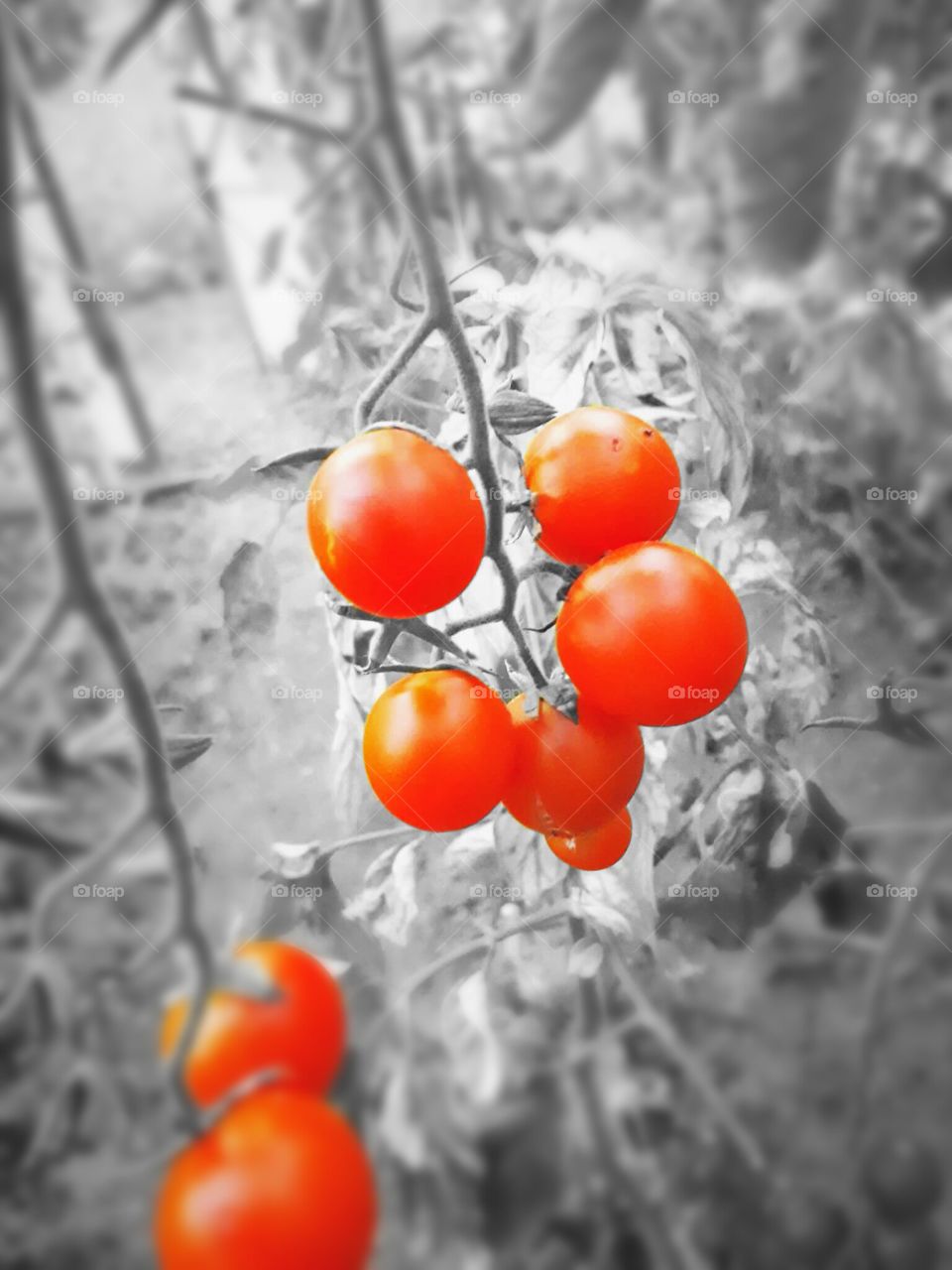 tomato from a greenhouse