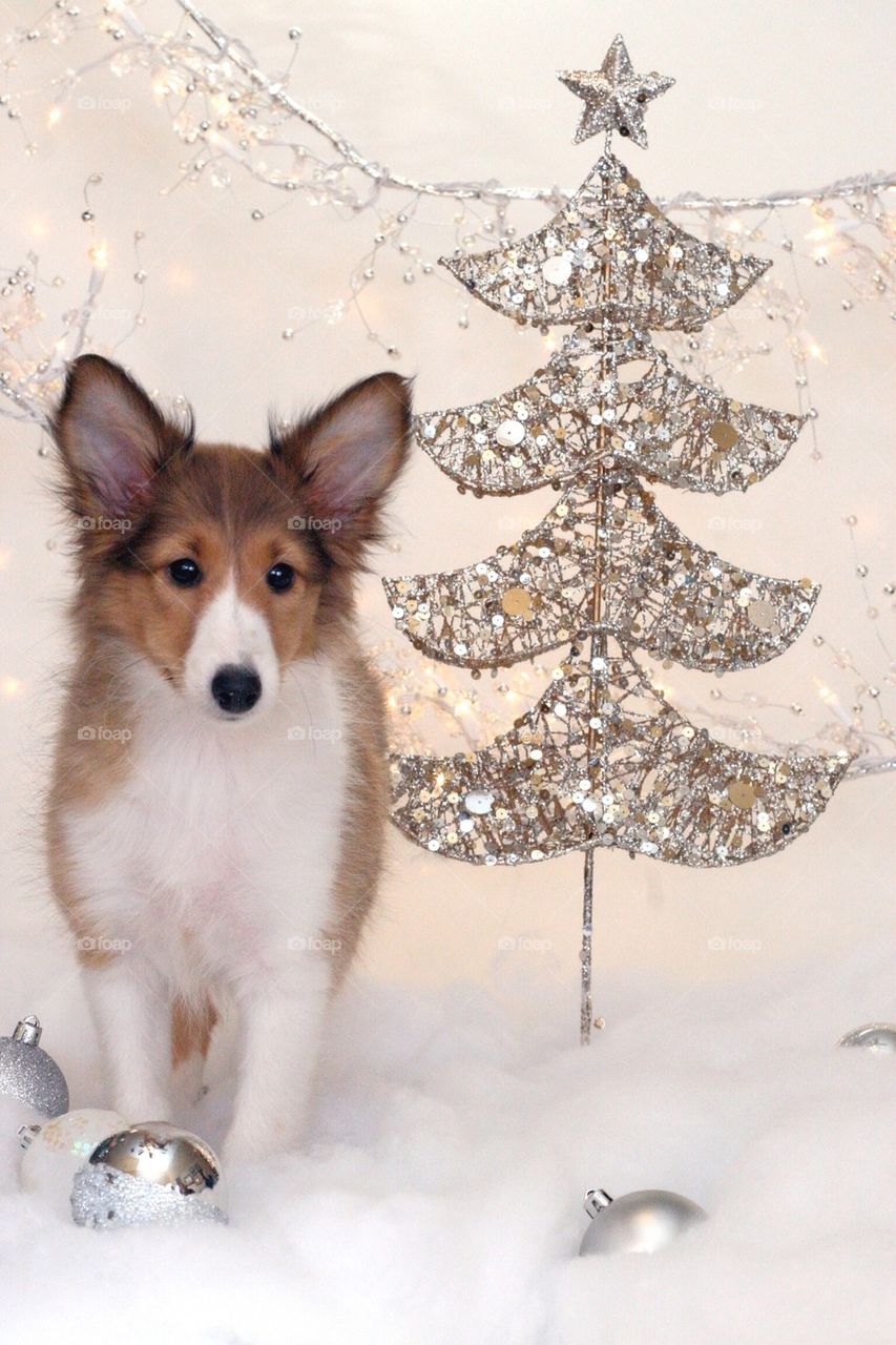 Sheltie