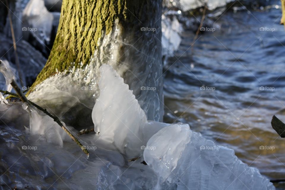 Ein eingefrorener Baum am Ufer eines Sees.