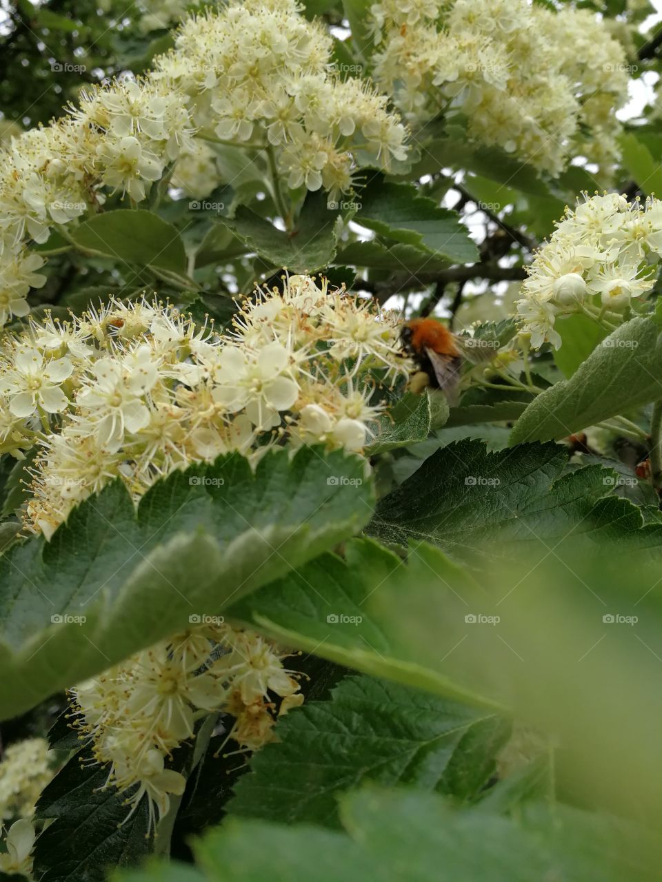 Bumblebee and flowers