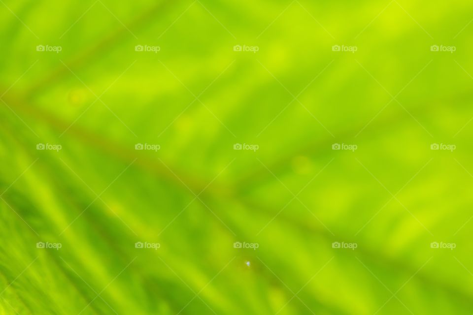 Horizontal intentionally out of focus photo of a bright green leaf that can be used as an abstract background