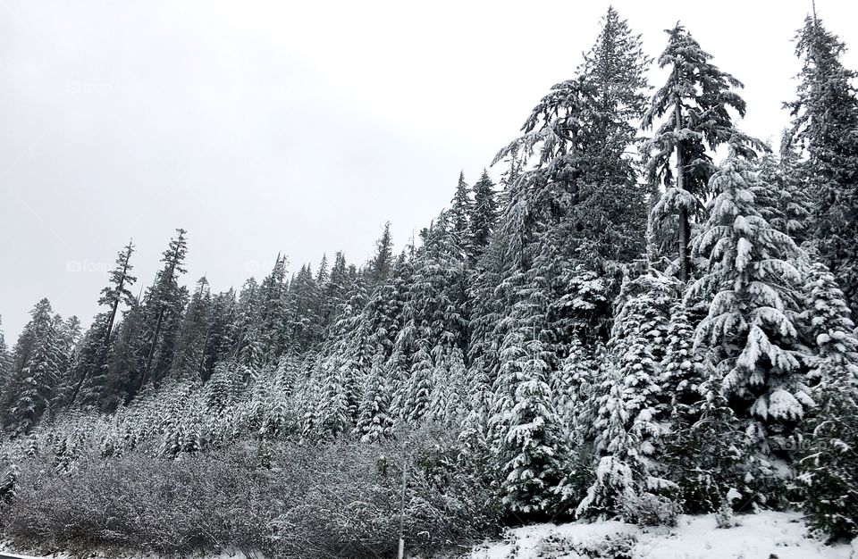 Forest in the winter. Oregon 