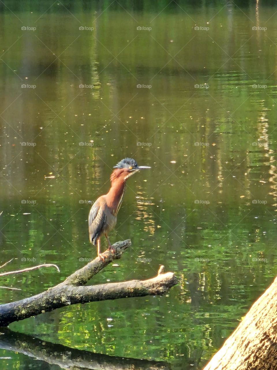 Green Heron in Turkey Creek