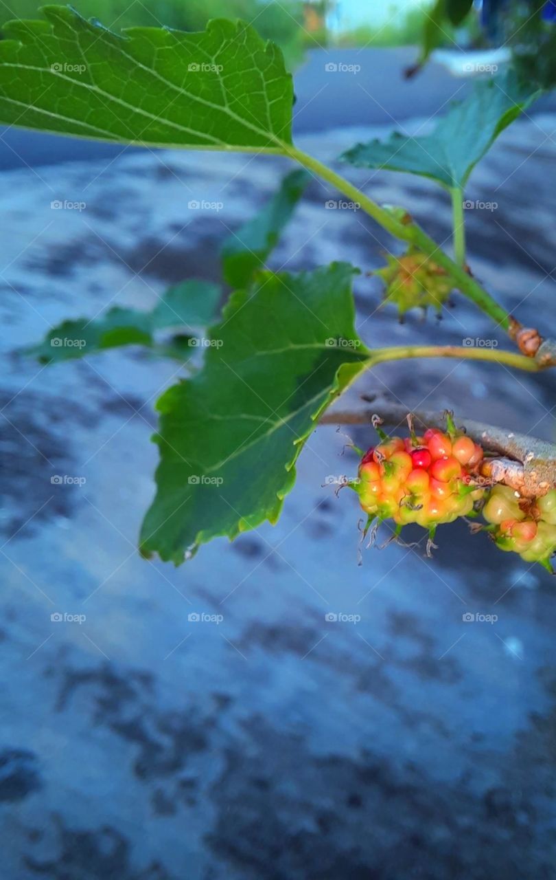 mulberry fruit plant