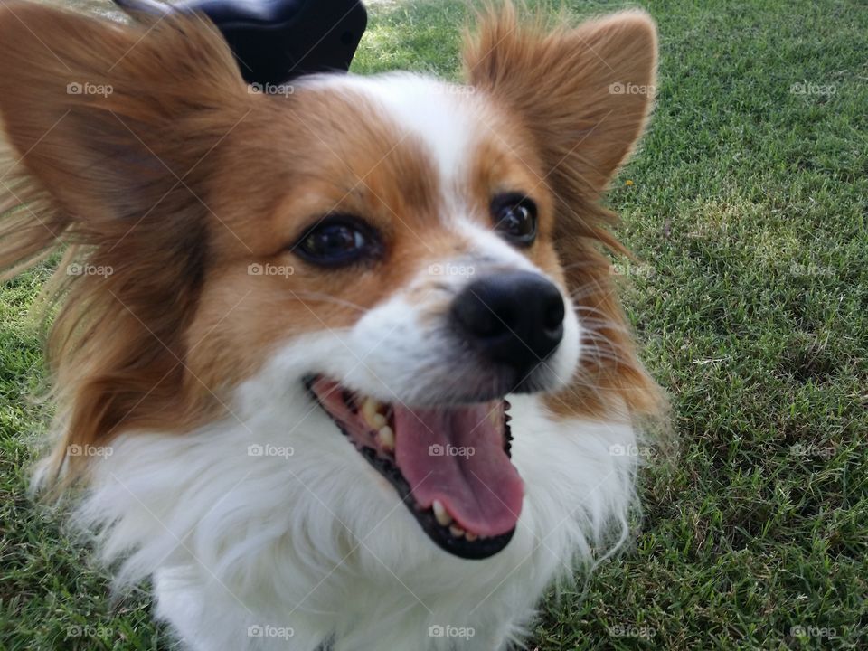 Close-up of dog with mouth open