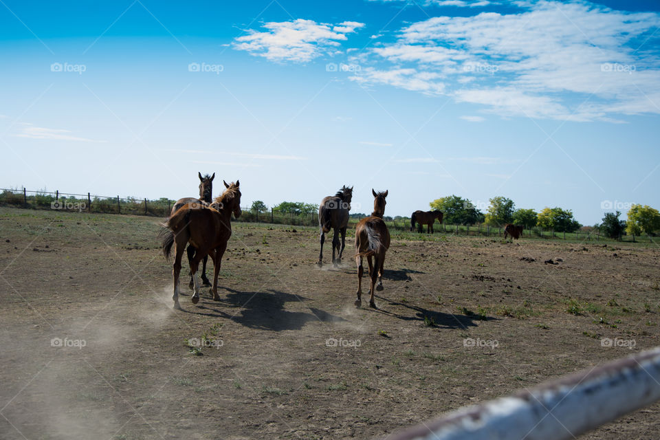 young horses on a farm, stable,park, sunny day, summer