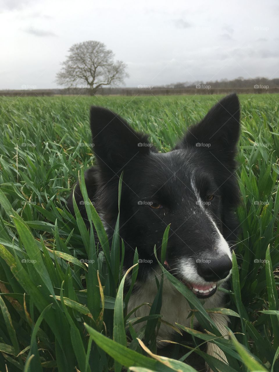 Collie in the wheat 
