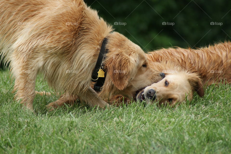 Close-up of two dogs