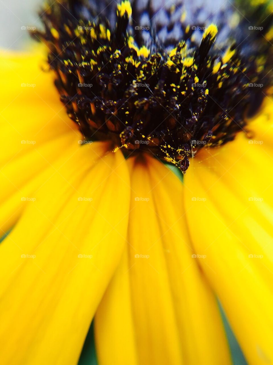 Extreme close up of black eyed susan flower