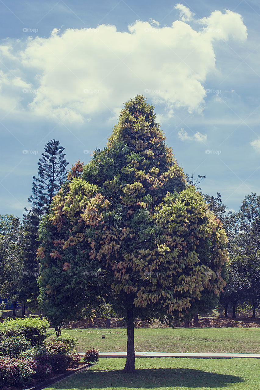 Colorful tree in park