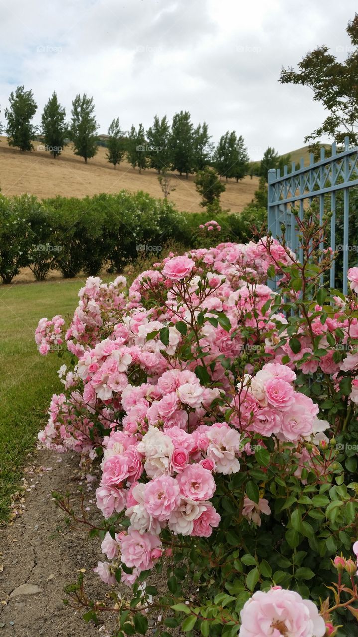 Pink roses in a well manicured  garden