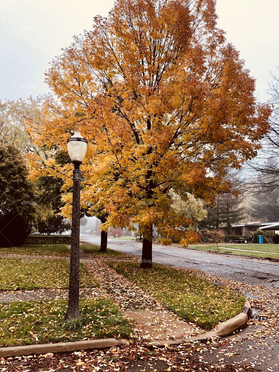 Street light by yellow tree