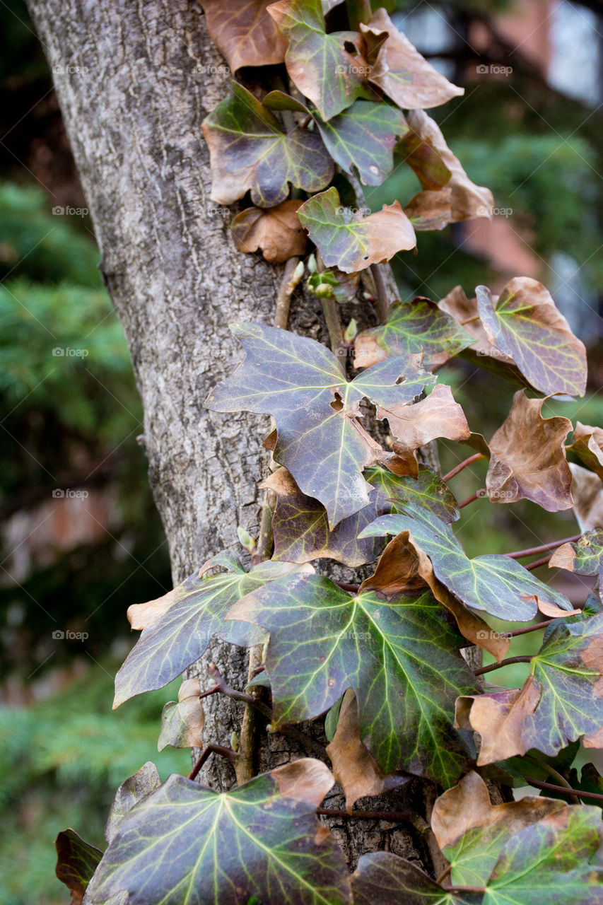 vine over a tree