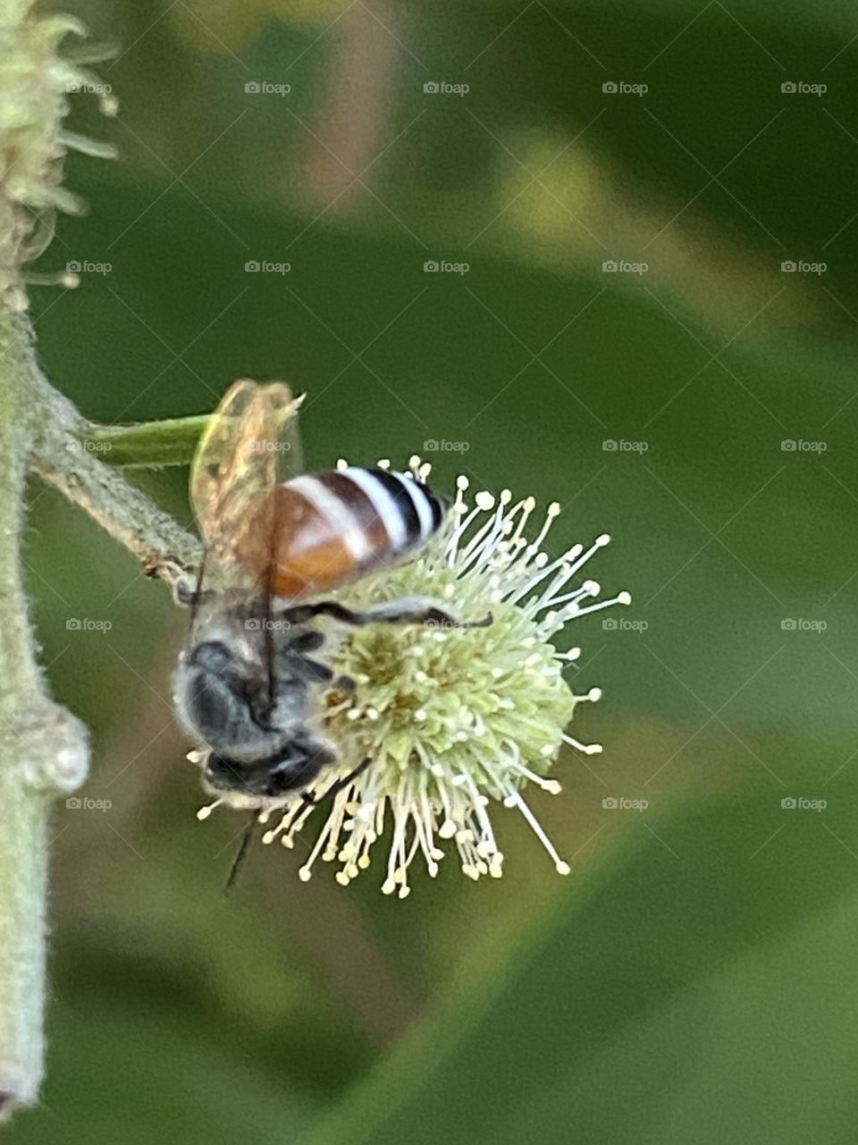 Bee 