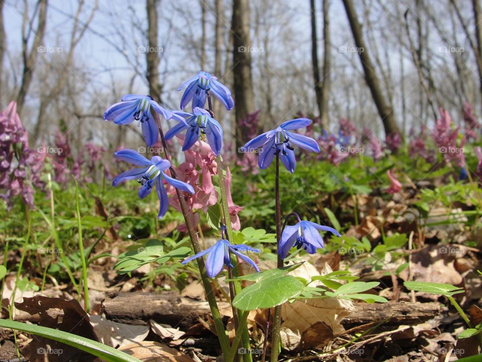 First flowers in the spring forest