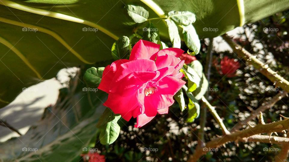 flor e espinhos