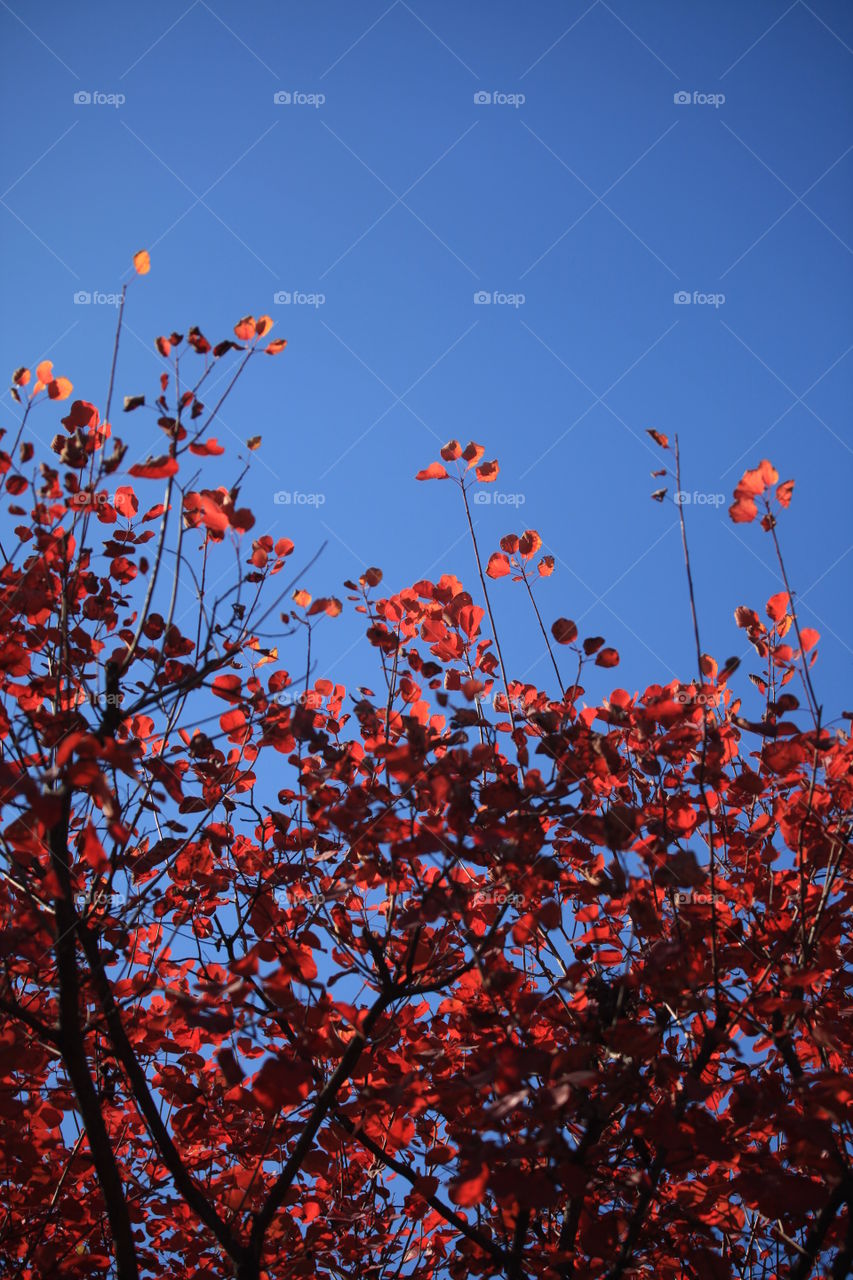 Red autumnal leaves