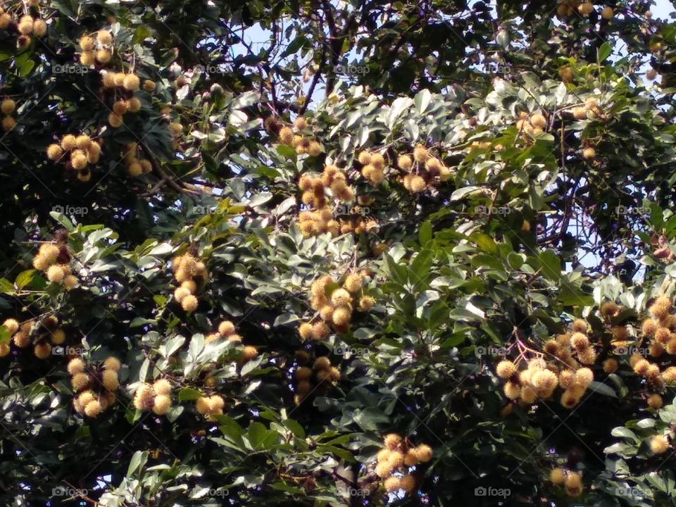 Rambutan Tree
