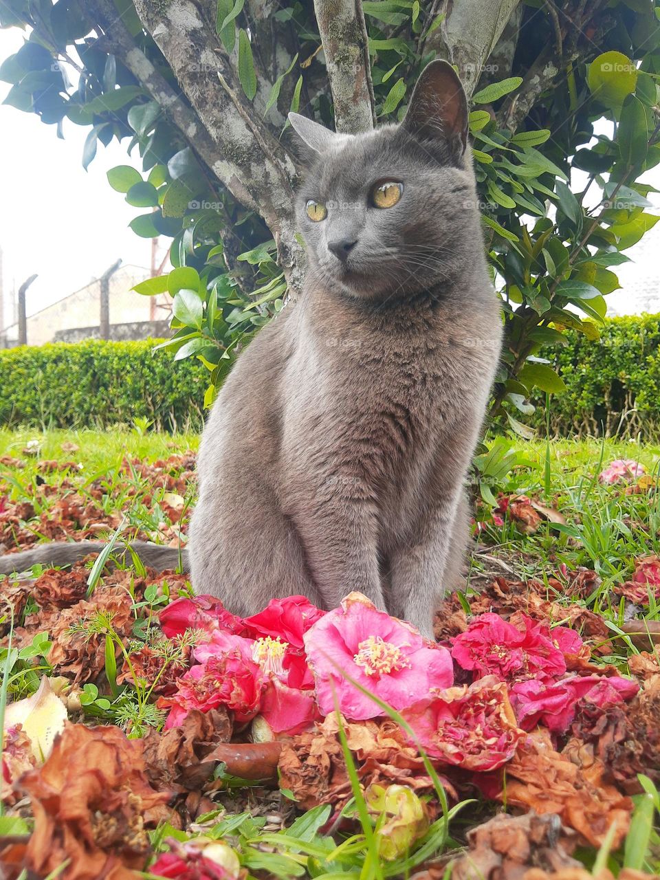 cat and flowers