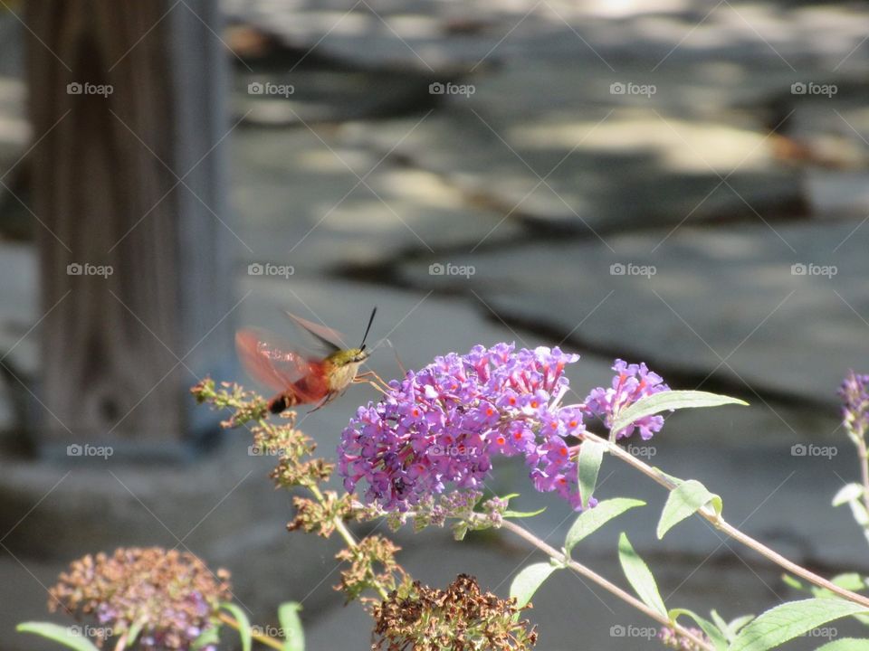 Clear Hummingbird Moth