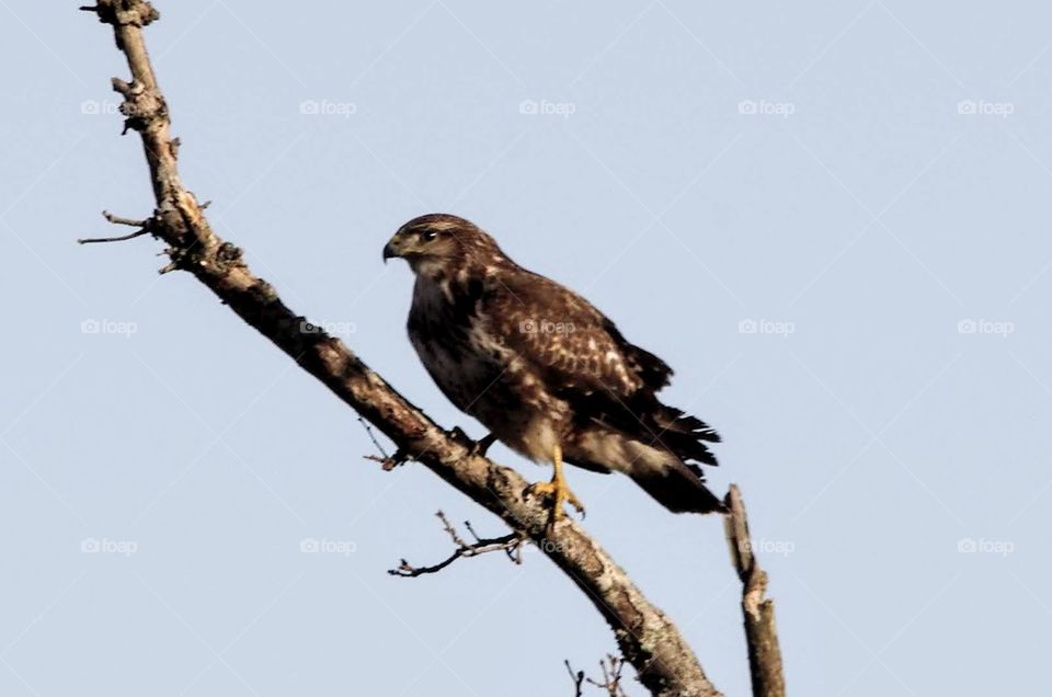 Buzzard perching on a distant tree branch