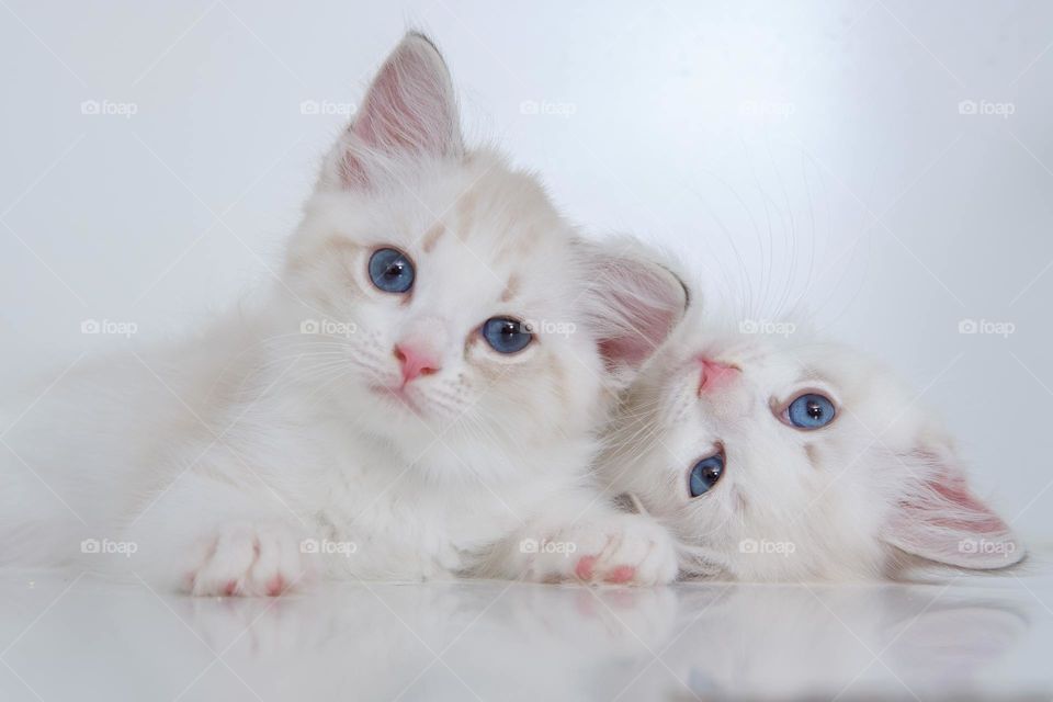 Kitten Twins