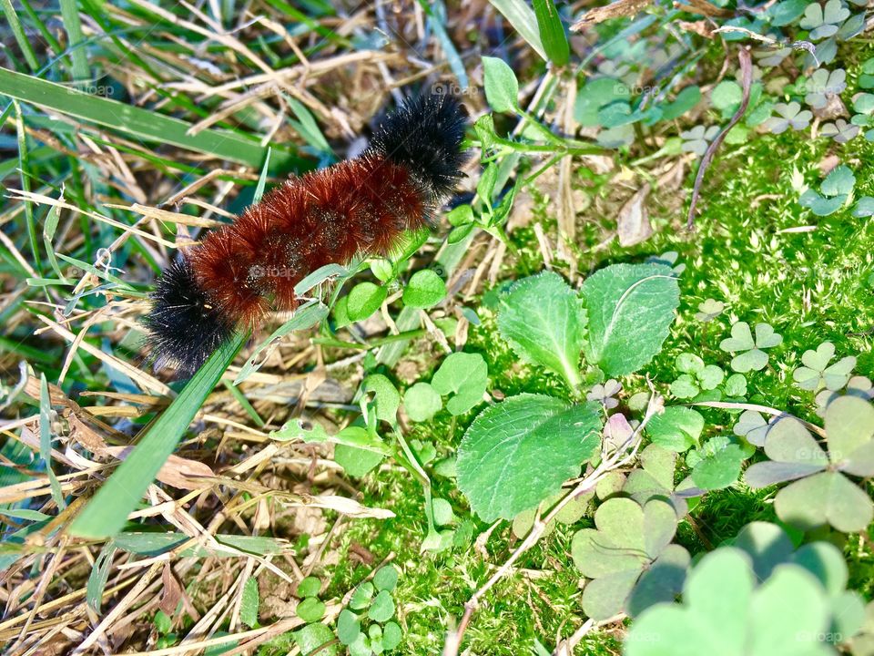 Fuzzy caterpillar 