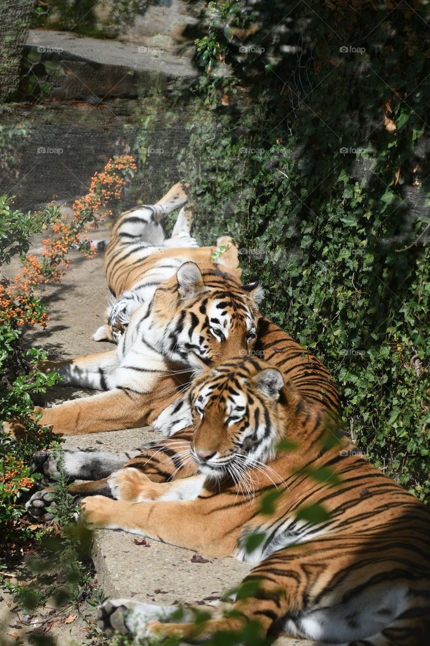 tigers